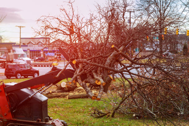 Best Tree Trimming and Pruning  in Dardenne Prairie, MO