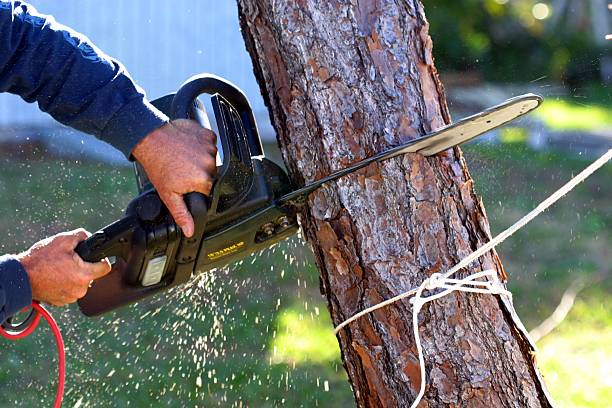 Best Stump Grinding and Removal  in Dardenne Prairie, MO