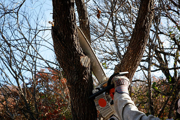 Best Hedge Trimming  in Dardenne Prairie, MO