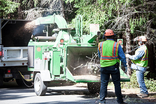 Best Seasonal Cleanup (Spring/Fall)  in Dardenne Prairie, MO